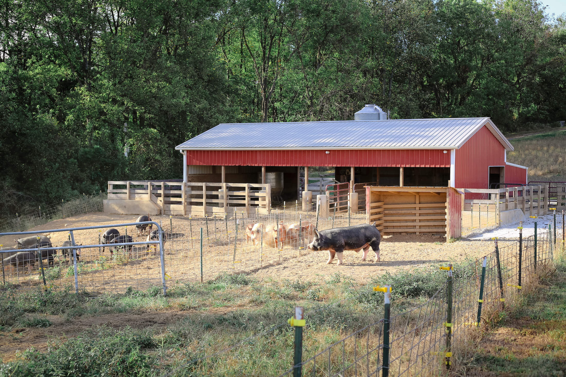 Pasture and woodland at Evermore Farm
